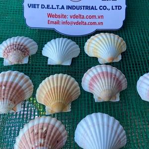 Conchas de Vieira Secas para Manualidades y Decoración del Hogar/Katty - Product Image 6