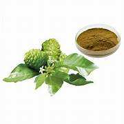 Morinda Citrifolia 10% Poudre d'extrait de feuille séchée par pulvérisation S M Herbals sauvages Santé Tambour superaliment japonais de qualité alimentaire - Product Image 2