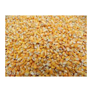 ข้าวโพดสีเหลืองสำหรับอาหารสัตว์และสัตว์ปีก - Product Image 5