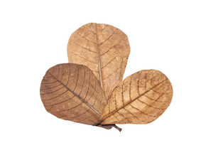 Hojas de Catappa indias secas naturales de 10cm/3,93 pulgadas de tamaño para acuario y productos para mascotas, paquete de 10 hojas - Product Image 3