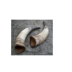 Corne de paire de buffles Produit avec hôtels décoratifs polis de taille moyenne et artisanat mural décoratif et naturel à bas prix - Product Image 3