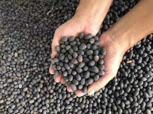 Los postres perfectos, las semillas frugales limpias se seleccionan de Blue Lotus Vietnam Premium Black Lotus Seeds para comer semillas limpias - Product Image 2