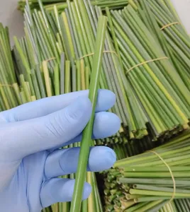 หลอดหญ้าสีเขียวจากเวียดนามย่อยสลายได้เป็นมิตรต่อสิ่งแวดล้อมอุปกรณ์เสริมสำหรับดื่มไม้ไผ่ - Product Image 1