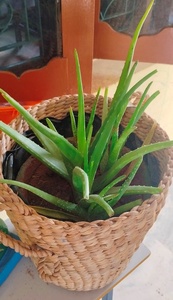 Cesta DIY/Decoración temática del océano/Acentos de madera de deriva Arte de concha marina Cesta rústica Regalos temáticos de playa Cesta de decoración náutica - Product Image 6