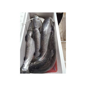 Salmón Entero Congelado, Captura Silvestre del Océano, Proveedor de Mariscos IQF a Granel, Grado de Exportación, Procesamiento Fresco, Pescado Crudo de Alta Calidad de Aguas Profundas. - Product Image 1