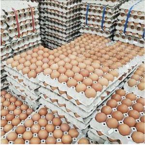 Huevos de gallina frescos a la venta producto a precio bajo - Product Image 3