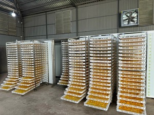 Mangue séchée en grand sac ingrédient en mixologie mangue à faible teneur en sucre origine Vietnam - Product Image 3