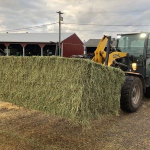 Cubes de foin de luzerne de qualité supérieure: option d'alimentation pratique pour les éleveurs - Product Image 5