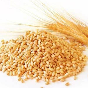 Granos de Trigo Integral Orgánico de la Mejor Calidad en Cantidades a Granel / Trigo de Primera Calidad 100% Puro - Product Image 4