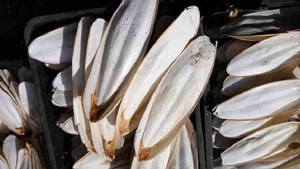 Poudre d'os de seiche séchée de la meilleure qualité, 100% naturelle, origine: Vietnam - Product Image 6