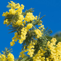 Meilleure qualité huile de mimosa pour la croissance des cheveux huile essentielle Offre Spéciale au fabricant meilleur prix huile de mimosa