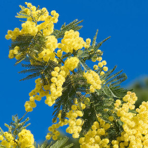 Meilleure qualité huile de mimosa pour la croissance des cheveux huile essentielle Offre Spéciale au fabricant meilleur prix huile de mimosa - Product Image 3