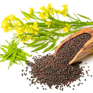 Vente en gros de graines de moutarde noire biologique, traitement brut d'herbes d'épices naturelles chinoises de haute qualité, séchées et conservées avec de l'huile, 50kg - Product Image 6