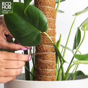 Poteaux en fibre de coco écologiques - Support naturel pour les plantes Monstera et les plantes grimpantes - Product Image 5