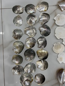 เปลือกหอยเชลล์สีขาวขนาด5-7.5ซม. เปลือกหอยทะเลธรรมชาติขนาดใหญ่สำหรับตกแต่งงานแต่งงานธีมชายหาดปาร์ตี้ปลา-ถัง - Product Image 5