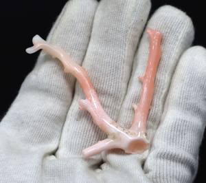 Palo de Coral blanco Natural, piedra preciosa suelta, piel de Ángel, Coral pulido, Colgante de Piedra en bruto, tamaño 65X16MM - Product Image 2