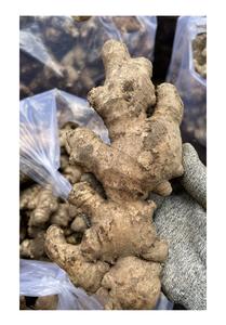 Jengibre fresco picante de calidad superior de Vietnam El mejor precio para uso alimentario Altamente con estándar de exportación - Product Image 2