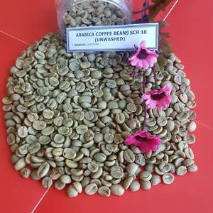 Vilaconic Organic Robusta Coffee <b>Beans</b> Grade 1 From Dak Lak Vietnam SCR13/SCR16/SCR18 - Product Image 3