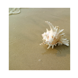 MUREX เปลือกหอยหลายสี ราคาตรงจากโรงงาน ขายถูก เปลือกหอยสไตล์นอร์ดิก สีกุหลาบธรรมชาติ MUREX เปลือกหอย - Product Image 1