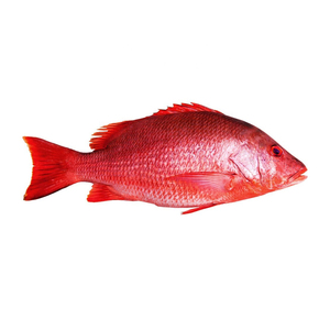 Poisson rouge congelé à prix réduit disponible pour les acheteurs en gros avec une qualité constante - Product Image 5