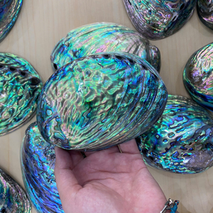 Dónde Comprar Conchas de Abulón Pulidas con Material de Concha Marina Premium para Diseño Artesanal y Decoración del Hogar de Vietnam - Product Image 1