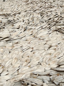 Cuttlebone seco para pájaros Hueso de sepia de alta calidad para alimentación animal Ossa blanca natural Sepia recortada/MS. ELYSIA (+ 84 89 931 - Product Image 3