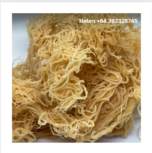 MUSGO DE MAR SECO DORADO PREMIUM VENTA SUPERIOR MEJOR PRECIO MUSGO DE MAR DE TENDENCIA CALIENTE en 2025 COLECCIONANDO TODAS LAS TEMPORADAS - Product Image 5