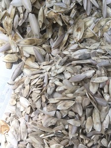 Os de seiche séchée pour aliments pour animaux, seiche nettoyée, os de calmar, taille de 5 à 30cm - Product Image 5