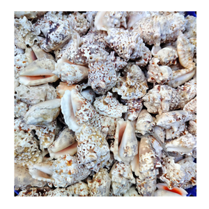 เปลือกหอยสารพันที่สวยงามเหมาะสำหรับงานศิลปะตามสั่งงานฝีมือชายฝั่งและแนวคิดการตกแต่งภายใน - Product Image 1