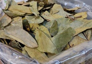 Hojas de Guanábana Secas de Vietnam, Ingredientes Naturales para Té de Hierbas, Hojas de Guanábana a Granel, Hojas de Graviola al por Mayor - Product Image 3