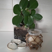 Bougie en coquillage Abalone, bougies parfumées naturelles dans les coquillages, ensemble cadeau spécial, vente en gros, OEM accepté