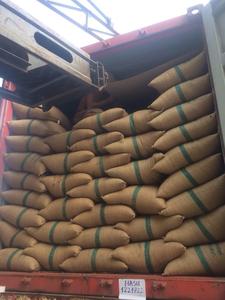 เมล็ดกาแฟอาราบิก้าสีเขียวสดจำนวนมากจากบราซิลในถุงปอกระเจาจำนวนมาก - Product Image 5