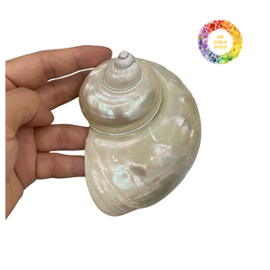 Acabado de alto brillo pulido Turbo Shell para artesanías de primera calidad Producto limpio natural del océano - Product Image 4