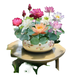 <span class=keywords><strong>Semillas</strong></span> <span class=keywords><strong>de</strong></span> Flor <span class=keywords><strong>de</strong></span> Loto Híbrido Japonés para Todas las Estaciones |   Tasa <span class=keywords><strong>de</strong></span> Germinación del 95% |   Kamal Gatta Beej |   Mezcla <span class=keywords><strong>de</strong></span> 12 Colores |   Origen China |   100g - Product Image 4
