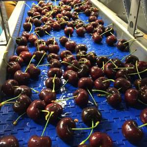 <b>Fresh</b> Red Cherries | Firm Texture & High Brix (18\%+) |<b>Fresh</b> Harvest Export High Supply UK - Product Image 2