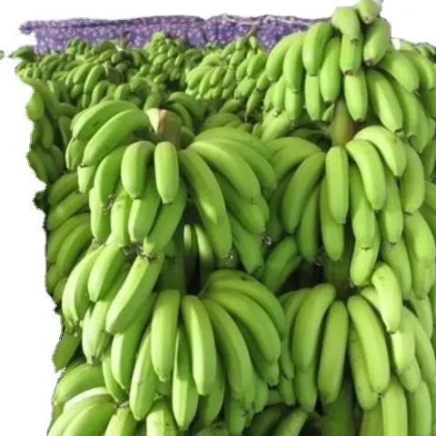Apenas banana e plantas disponíveis para a exportação