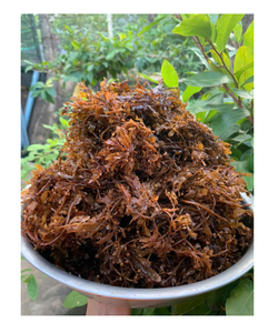 Vietnam Supplier Sun Dried Sargassum <b>Seaweed</b> Bulk Wholesale Stable Quality Export - Product Image 1
