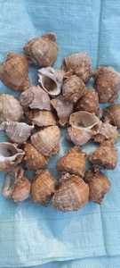 CALIDAD CALIENTE SECO LIMPIO Concha Marina RAPANA SHELL Artesanía de concha marina natural para bricolaje, manualidades y recuerdos - Product Image 4