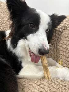 Friandises pour chiens naturelles, durables et saines, clickers d'entraînement, colliers et sifflets par Sara pour chiens de plus de 84 797 415 298 - Product Image 5