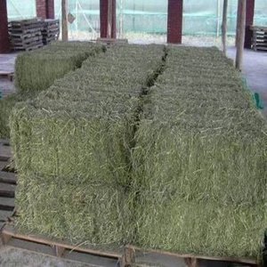 Heno de Alfalfa de Alta Calidad para Ganado y Peces, Empaquetado a Granel para Satisfacer la Amplia Demanda Minorista, Entrega Rápida - Product Image 1