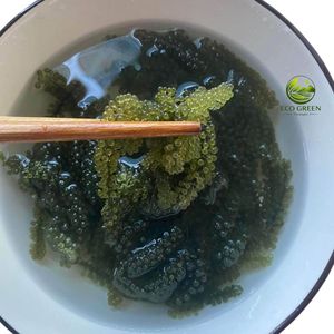 Vendre en gros : Caviar vert frais de haute qualité, raisins de mer, OEM, ODM, marque privée, directement de l'usine - Product Image 5