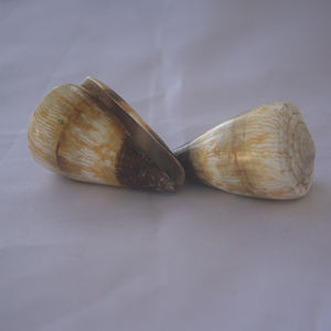 CONUS miles SEASHELL JEWELRY Conidae Conus Shell Motivo Shell CONUS natural Tamaño 6-7cm - Product Image 6