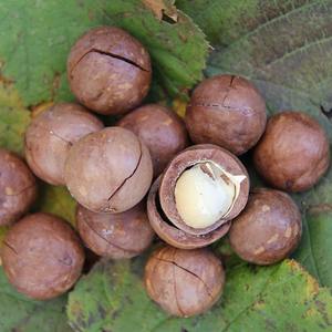 Nueces de Macadamia Premium de exportación a granel Suministro al por mayor Nueces de Macadamia frescas de alta calidad en bolsas de 25kg - Product Image 5