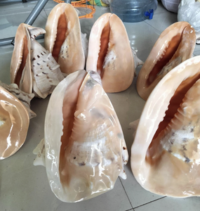 Coquille de Cassis cornuta finie à la main en provenance du Vietnam, dotée d'un matériau robuste pour la décoration marine et l'artisanat sur mesure - Product Image 1