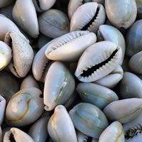 Coquille de mer naturelle en gros, coquille de mer naturelle, décoration de plage, artisanat pour bricolage, décoration de la maison - Product Image 6