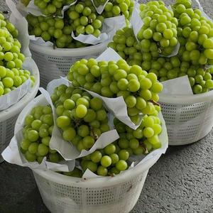 Uvas Cotton Candy - Uvas de mesa grandes sin semillas, suministro a granel - Product Image 4