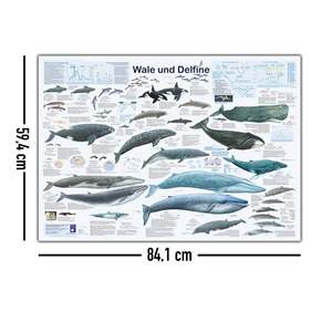 Modern DIN A1 German Whales and Dolphins <b>Poster</b> Made of Paper for Wall Usage - Product Image 5