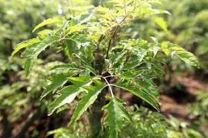 ใบโพลีสเซียสแห้งจากเวียดนาม วัตถุดิบสมุนไพรสำหรับผสมชาและยาสมุนไพรธรรมชาติ - Product Image 3