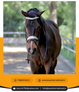 Edición limitada Versailles Brida Fabricante Plegable Caballo Producto a precio mayorista - Product Image 2