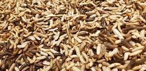 ตัวอ่อนแมลงวันทหารดำตากแห้งคุณภาพสูงจากเวียดนามอาหารนกที่มีโปรตีนสูงปลาปลอดเมล็ดพืช-ติดต่อเราวันนี้ - Product Image 2